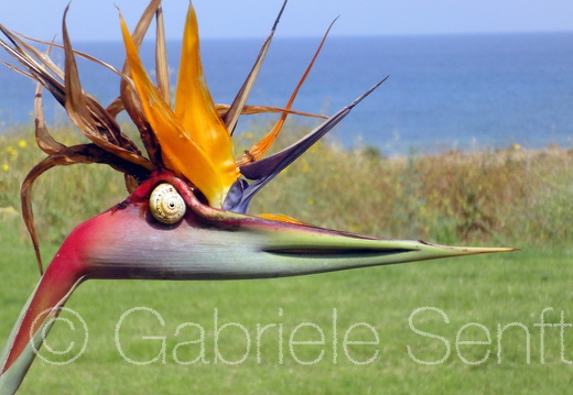 Mai 2011 Zypern – Strelizie