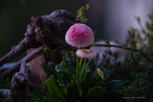 22.03.2025 Tausendschönchen im Mondlicht kurz vor Sonnenaufgang
