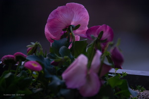 22.03.2025 Balkonblumen im Mondlicht kurz vor Sonnenaufgang