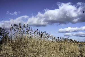 08.02. 2015  Oderlandschaft  bei Lebus