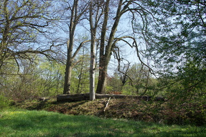 18.04.2018  Waldlandschaft