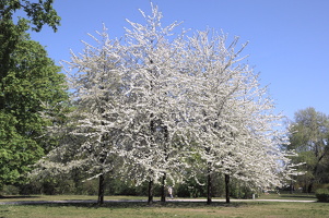 April 2015 Berlin Treptow