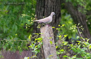 Mai 2019 in Varvarin