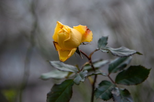 07.02.2025 Februarrose in Berlin Marzahn