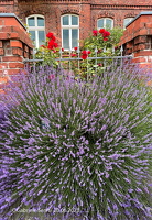 20.06. 2023  Greifswald 