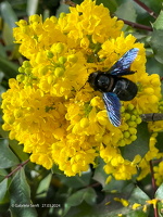 27.04. 2024  Holzbiene 