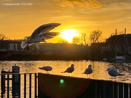 27.01.2024 an der Dame, Berlin Köpenick