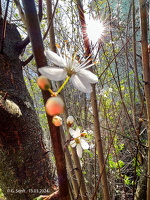 13.03.2024 Blüten und Sonne