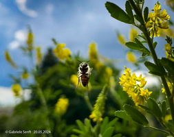 2024 05 20 Biene am Honigklee