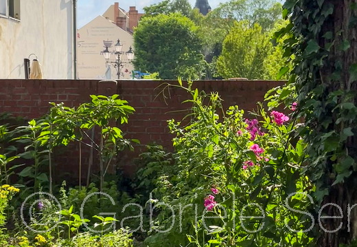 27.05.2024  Gemeinschafts-Garten in der Altstadt Köpenick