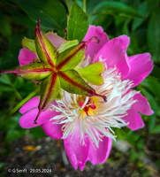 2024 05 29 Pfingstrosenfrucht