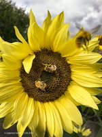 2021 09 17 Sonnenblumenbesuch