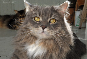 20130302Katzen (8)1 t