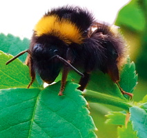 26.05.2016 Balkonbesuch