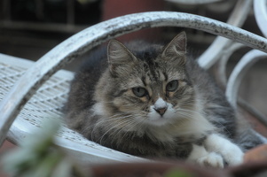 Okt 2008 Katze bei Freunden in Havanna 