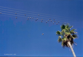 2006 kubanische "Noten"