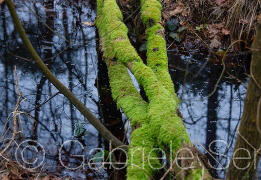11.03.2025 Darßwald