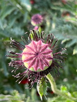 496007990 29976370681954139 9193051958079010171 n