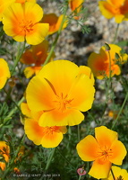 02.06.2019 isländischer Mohn