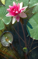 August 2008 08  Bulgarien (49)1