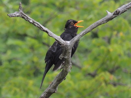 25.06.2025 Fototour Baumkronenpfad Beelitz Heilstätten 
