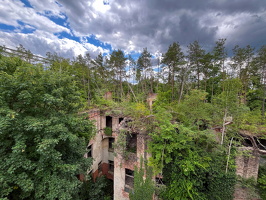 25.06.2025 Beelitz Heilstätten   Dachwald auf dem "Alpenhaus", das Gebäude wurde in den Letzten Kriegstagen zerstört, seitdem wächst aus dem Dachgeschoss ein Wald.