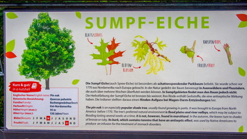 25.06.2025 Fototour Baumkronenpfad Beelitz Heilstätten – , Sumpfeiche