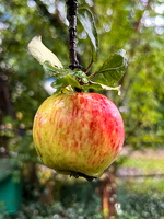 29.08.2025 – in Christels Garten