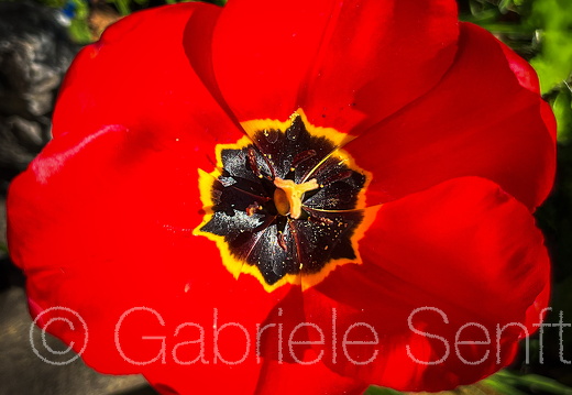2025 04 21 Tulpe