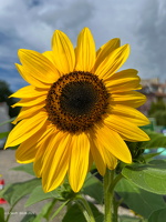 2025 08 04 Sonnenblume