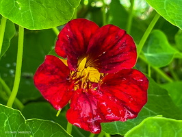 2025 08 04 Brunnenkresse