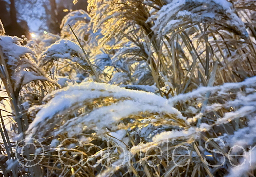 12.01.2026 Winter im Schloßpark Berlin Köpenick